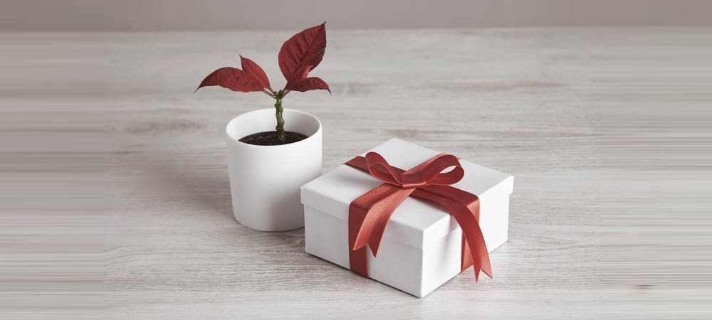 Gift Coaching Sessions Bay Area – Cupertino, San Jose, SF